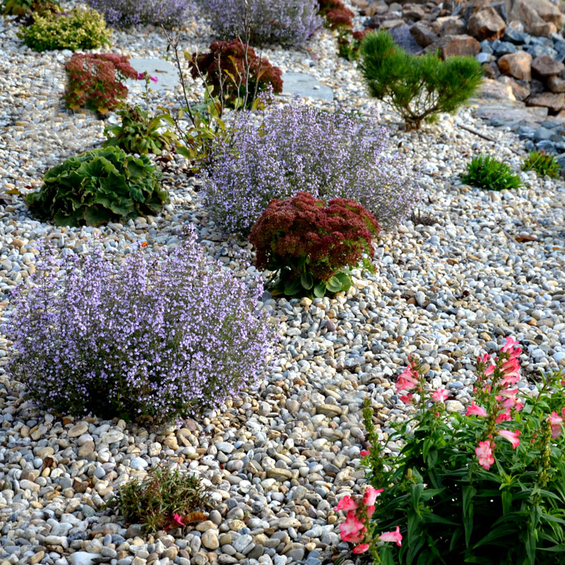 home exterior plants with rocks
