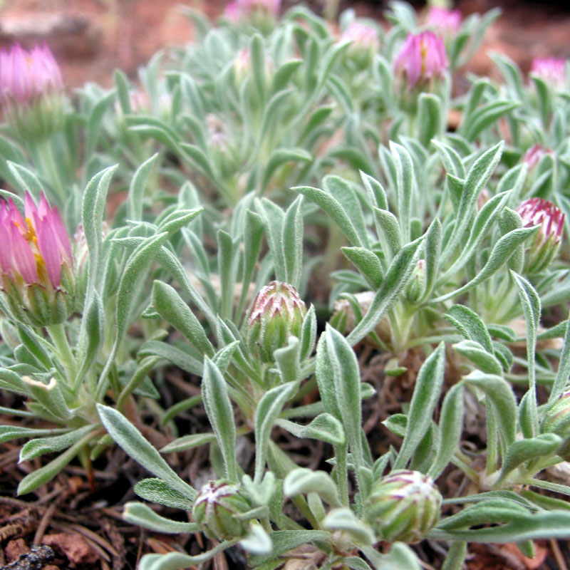 XeriscapesUtah-2254215001