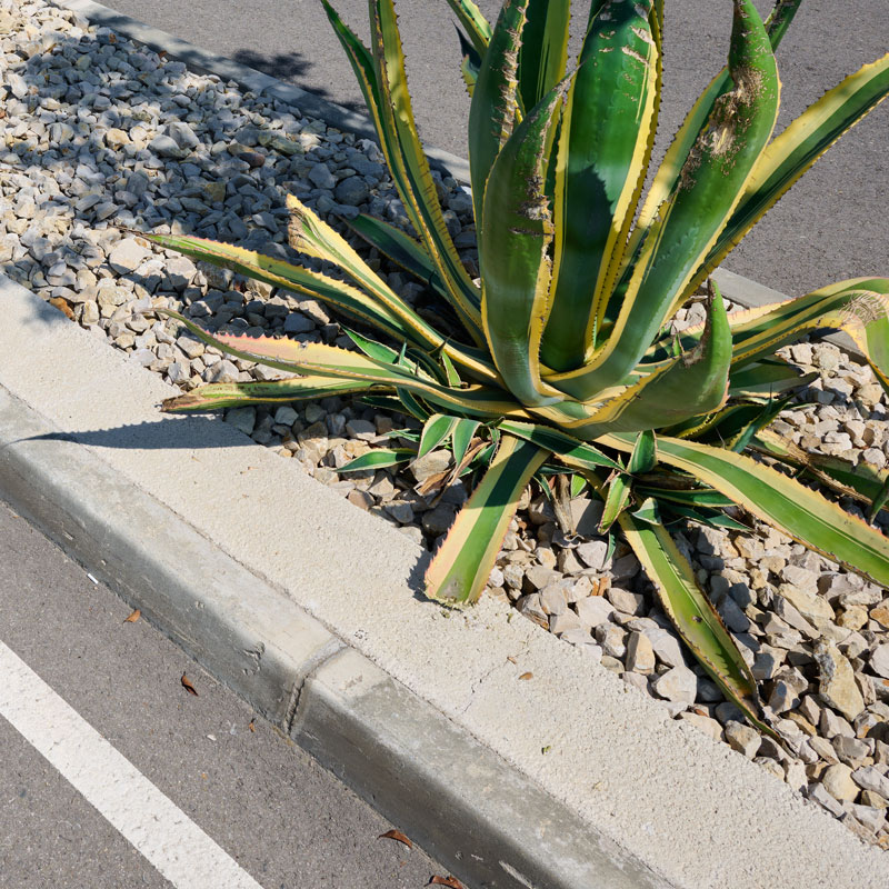 XeriscapesUtah-2279566843