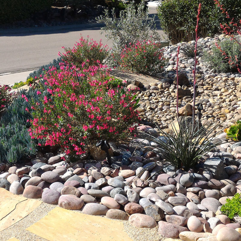 XeriscapesUtah-518534616